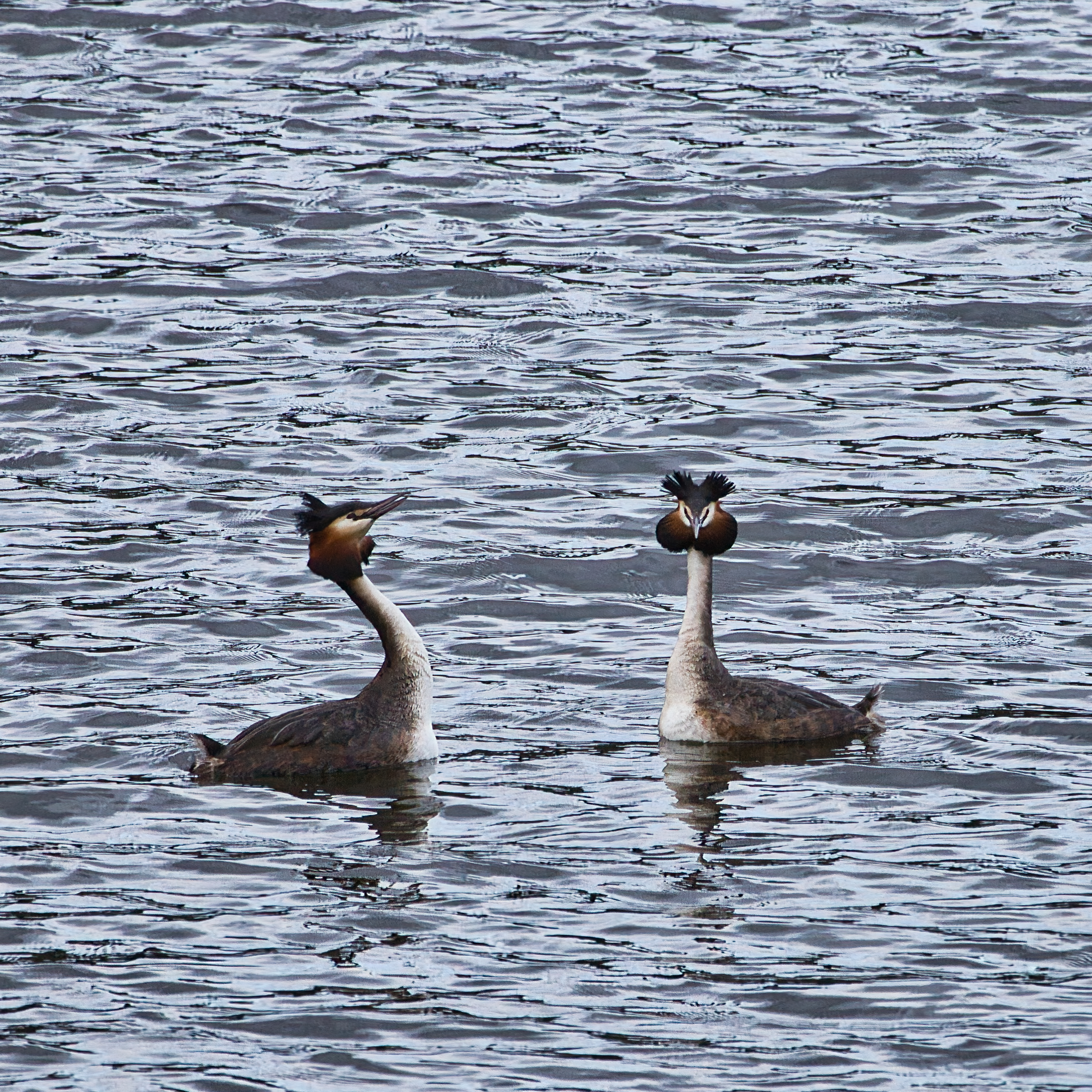 Fuut (Amsterdamse Waterleiding Duinen). Foto van Jos Vester.